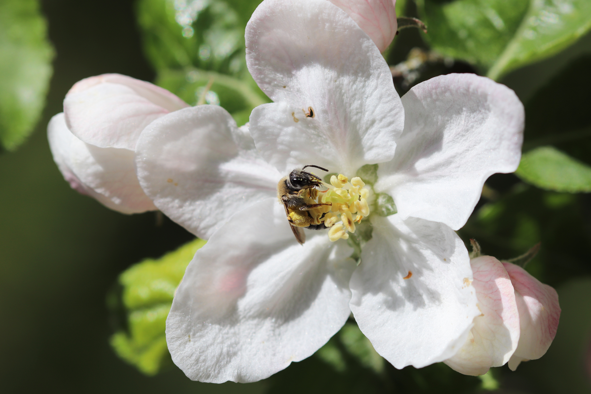 Weltbienentag: Wildbiene in einer Apfelblüte