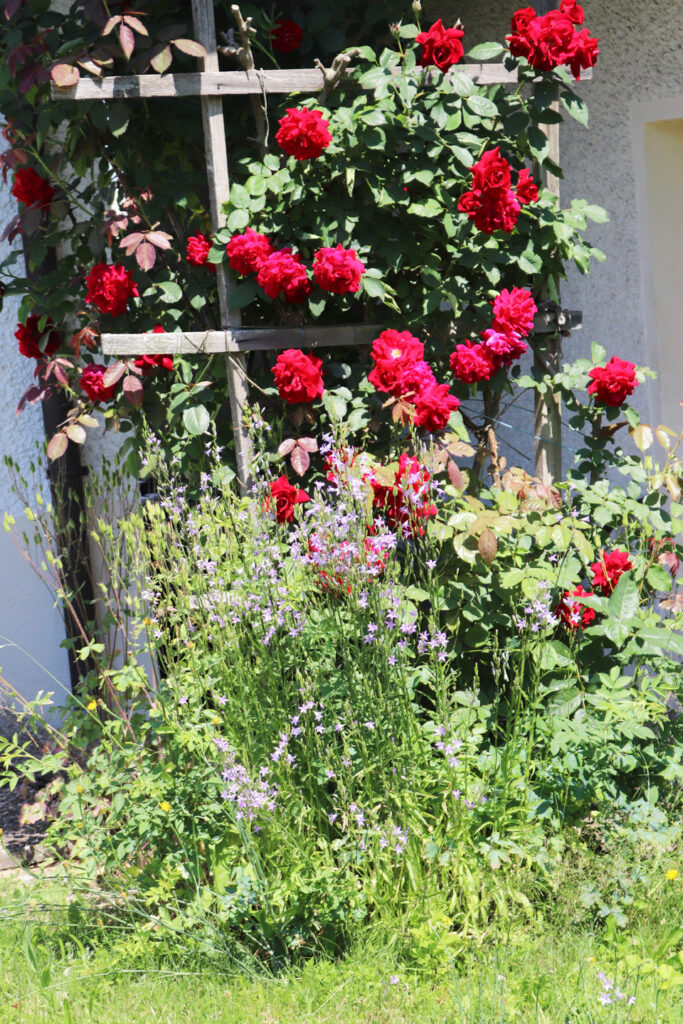 climbing roses