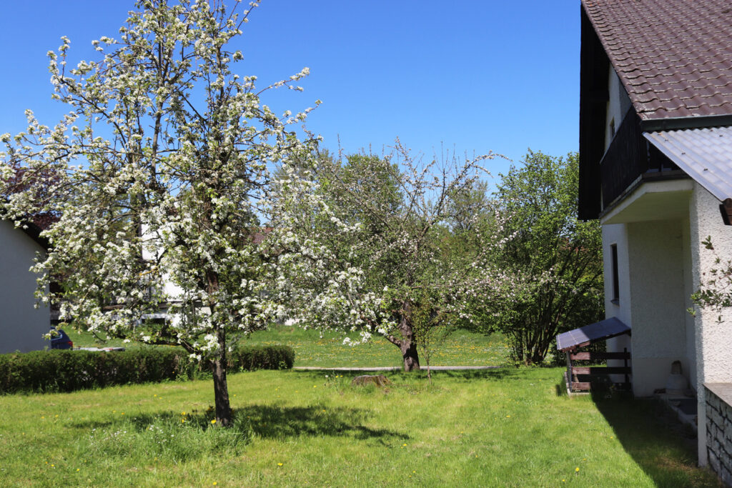 fruit trees