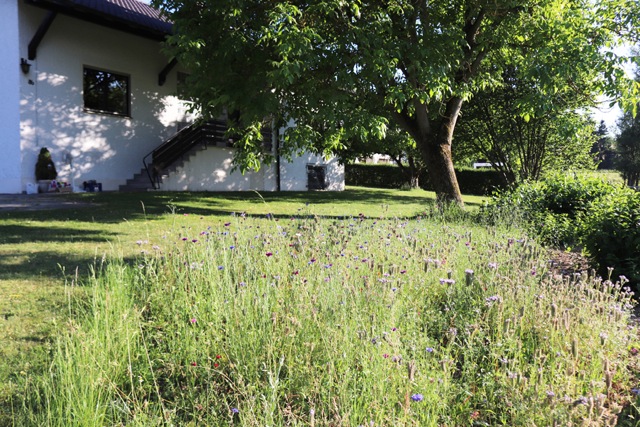 entrance, front lawn with walnut tree