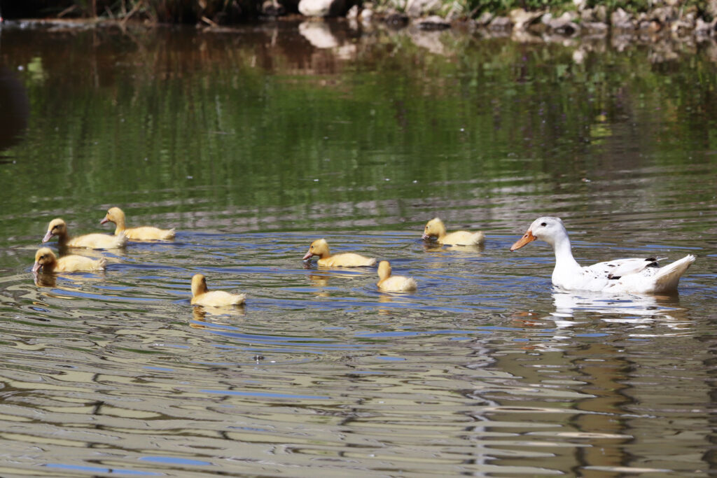 ducks on the pond